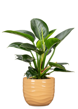 4002477696355